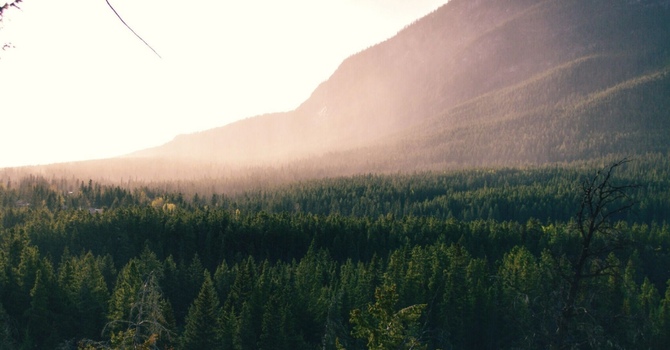 Fighting Flu Season Naturally: Regulating Your Immune System